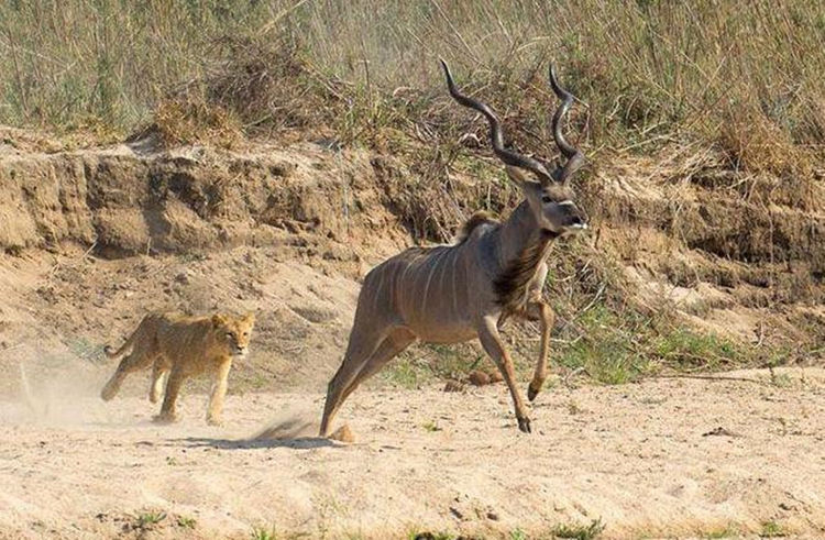 狮子捕猎羚羊花了九牛二虎之力享受美食之际的场景有点懵