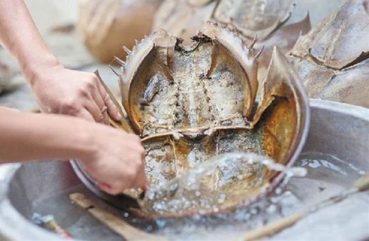 这种动物叫马蹄蟹,又叫鲎.