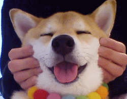 看到柴犬这张大饼一样的肥脸,不把它揉秃噜皮都对不起自己的手|柴犬|