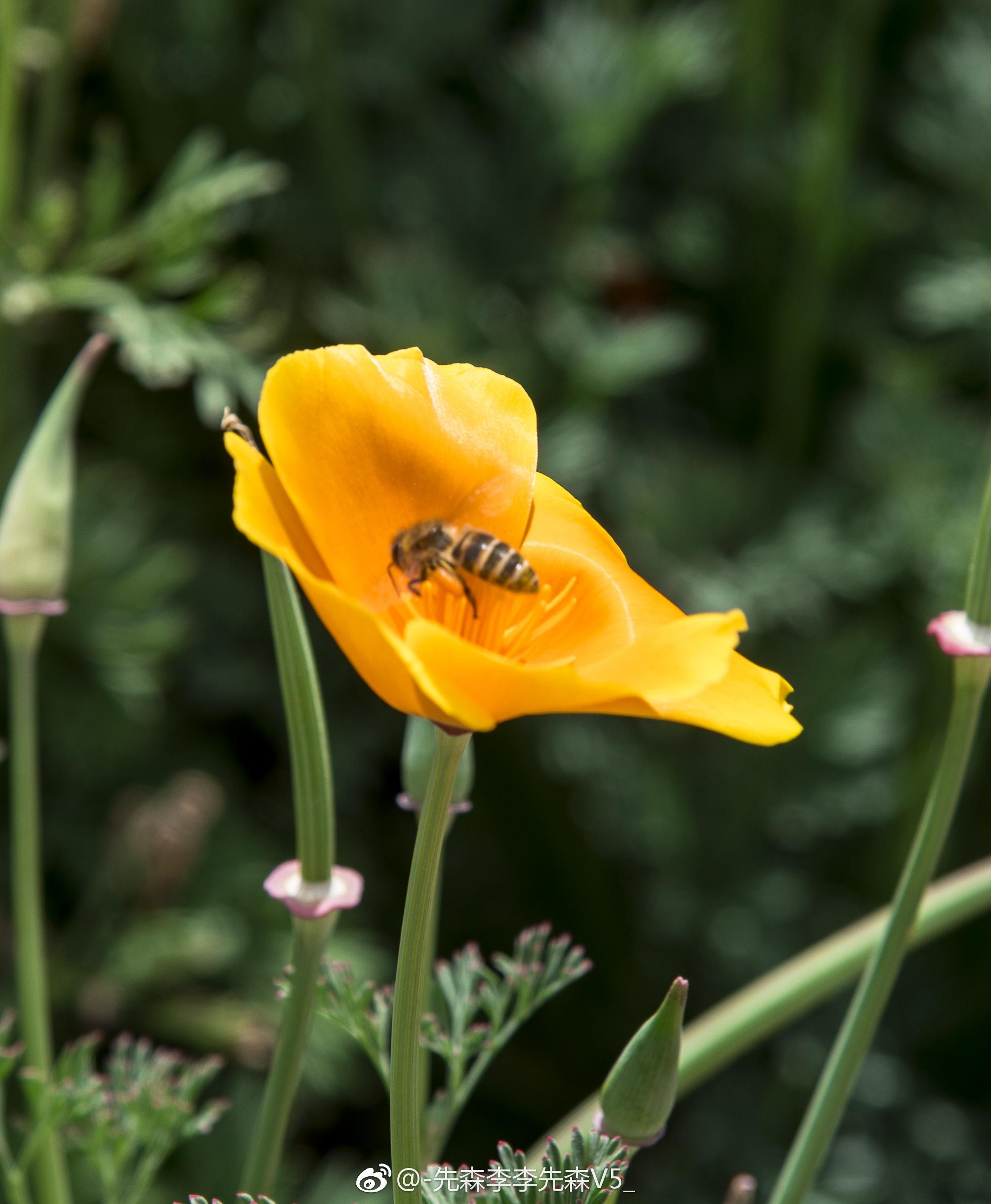 花菱草又叫加州罂粟人参花是美国加州的州花