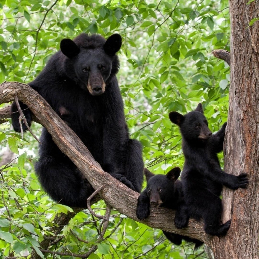 瞧这姓熊的一家,老老少少,树成了家园