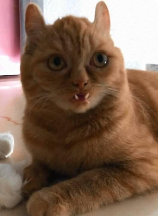 第一见到长着小虎牙的橘猫,你是要返祖当回小脑斧吗?