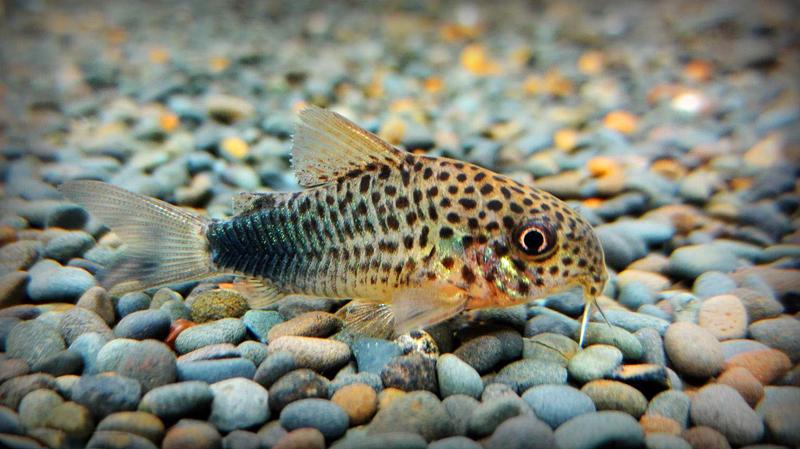 鼠鱼饲养方法,公母分辨有诀窍