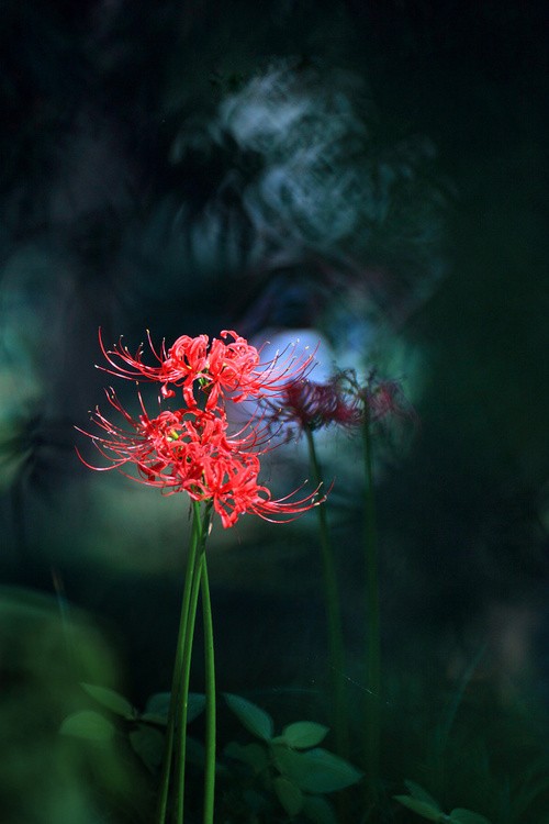雾里看花花艳红水中望月月欺冷
