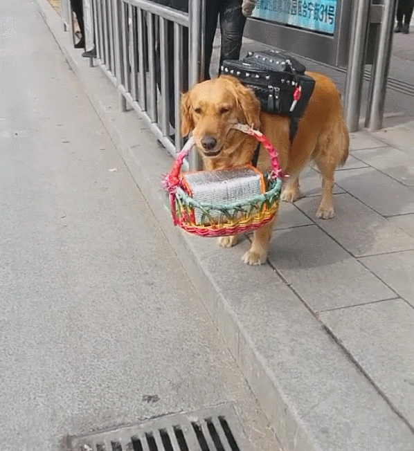 狗狗替主人拎篮子,帮背着包包,坐趟公交不容易!