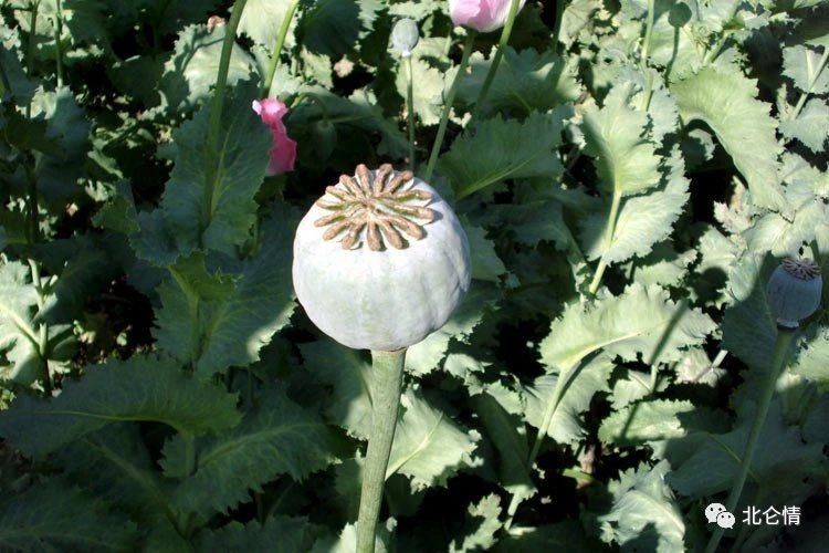 "神花",世界上最美丽异常的花