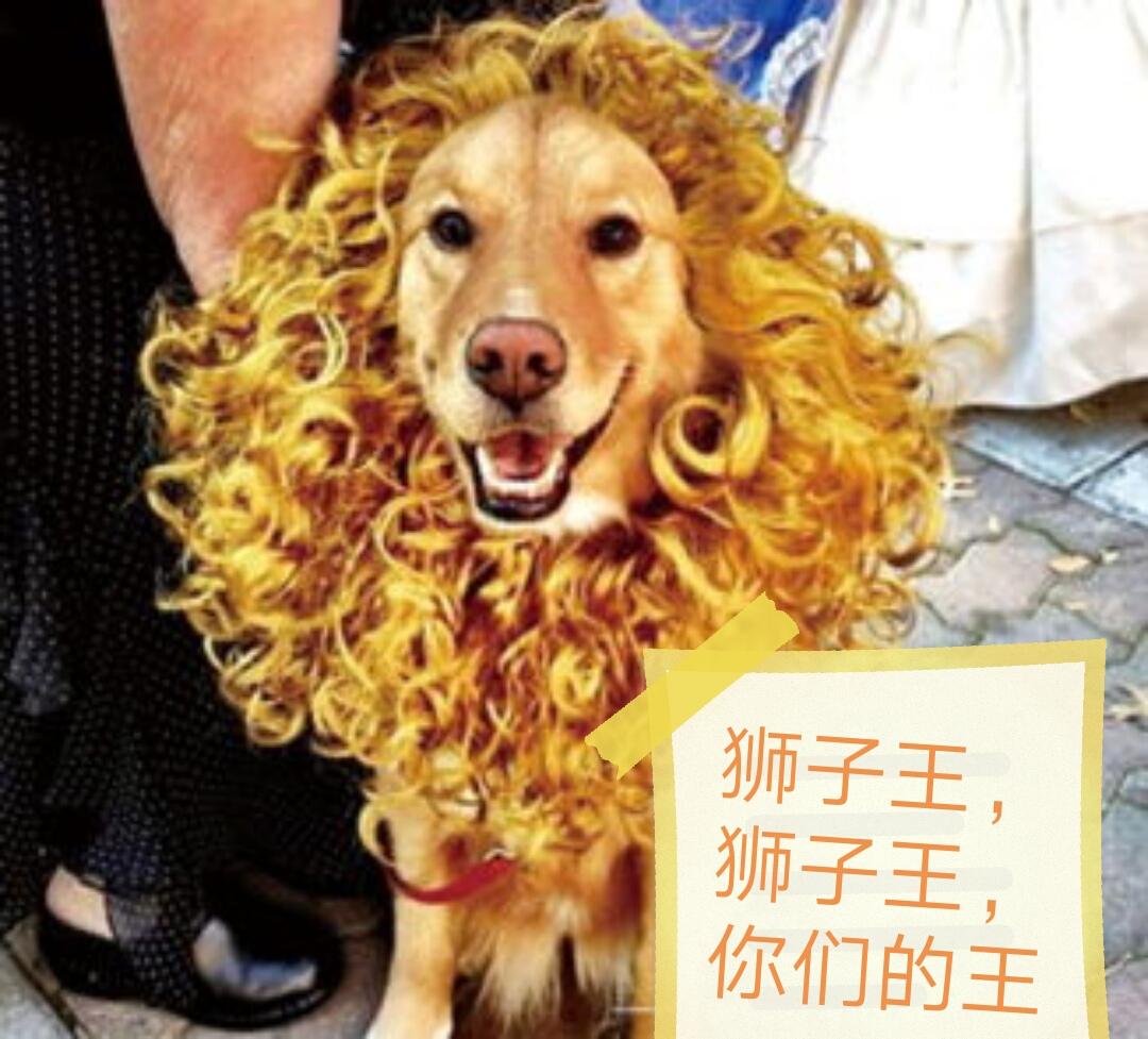 也越来越懂得如何养自己的头发了,所以理发店越来越多了,狗狗理发店