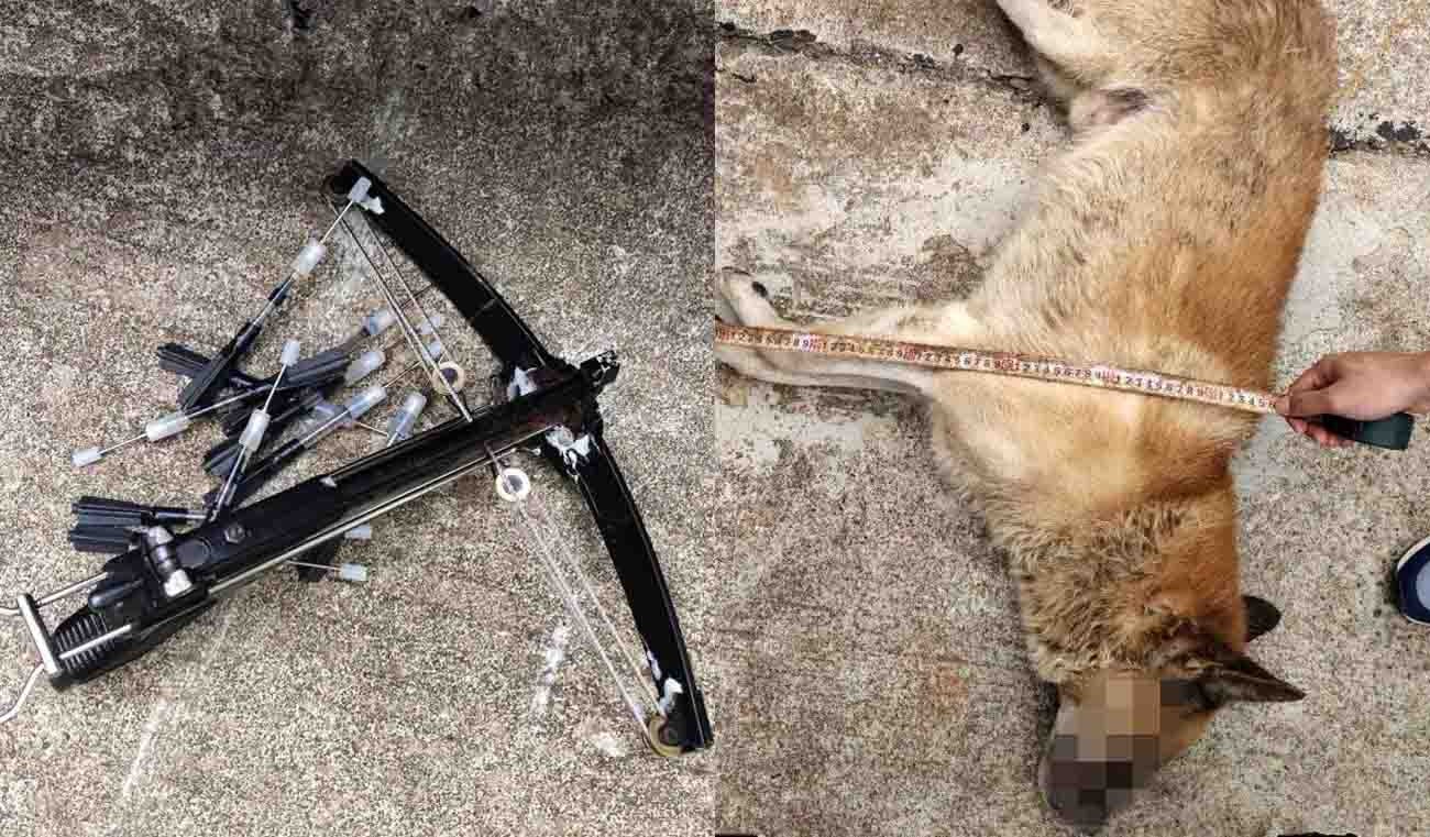 男子偷狗上瘾3次被抓 因非法使用弩枪 再次被送进监狱|偷狗|偷狗贼|盗