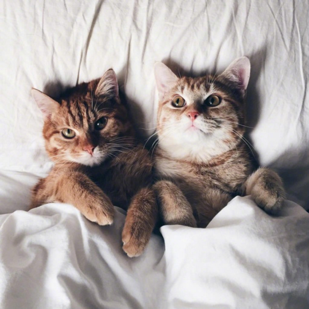 莫斯科一位美女铲屎官收养了两只橘猫兄弟