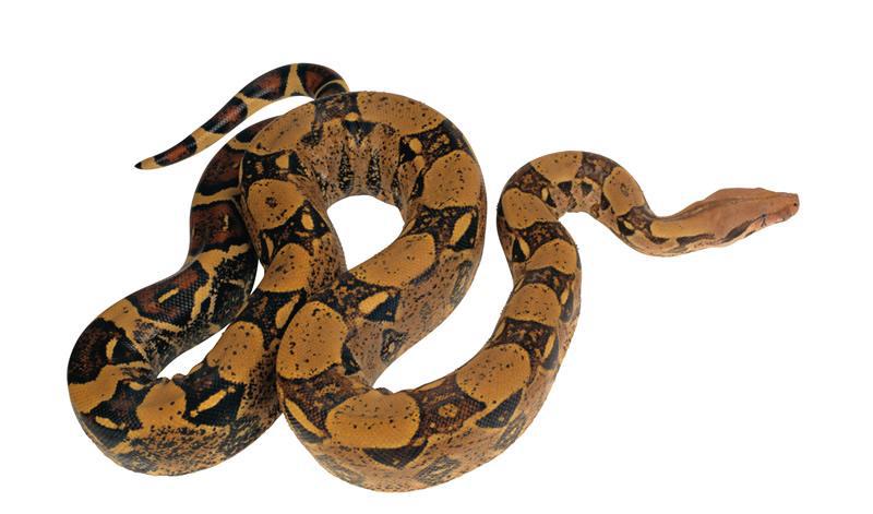 当你遇到蛇时, 你应该怎么做?