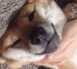 既然无法反抗,那就干脆享受好了,看看柴犬charmy这安逸的笑脸,感觉