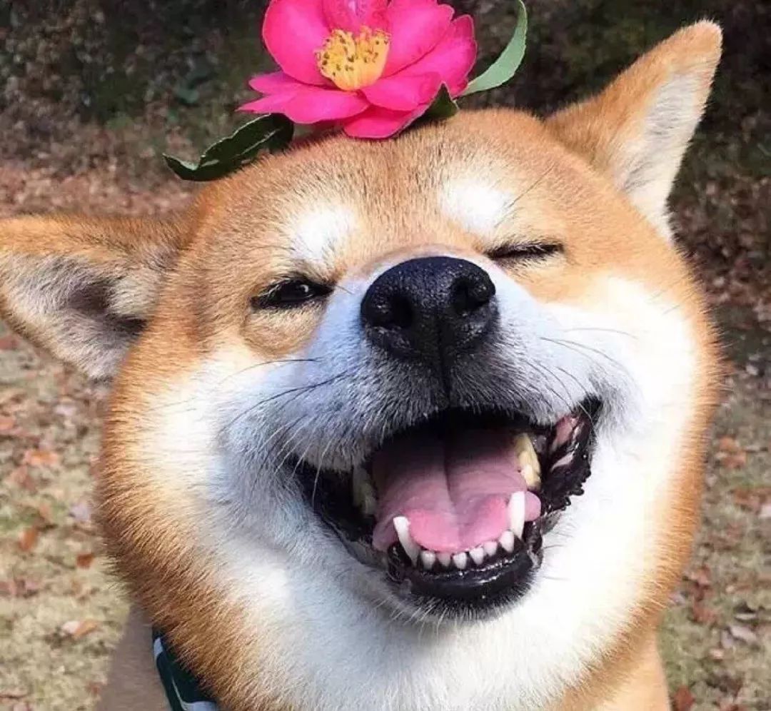 40岁孙燕姿二胎得女!历经两任学长前男友后终