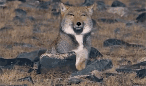 藏狐|面瘫|旱獭_新浪新闻