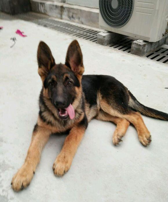 30张图一天天看尽一只标准德国牧羊犬的成长全过程