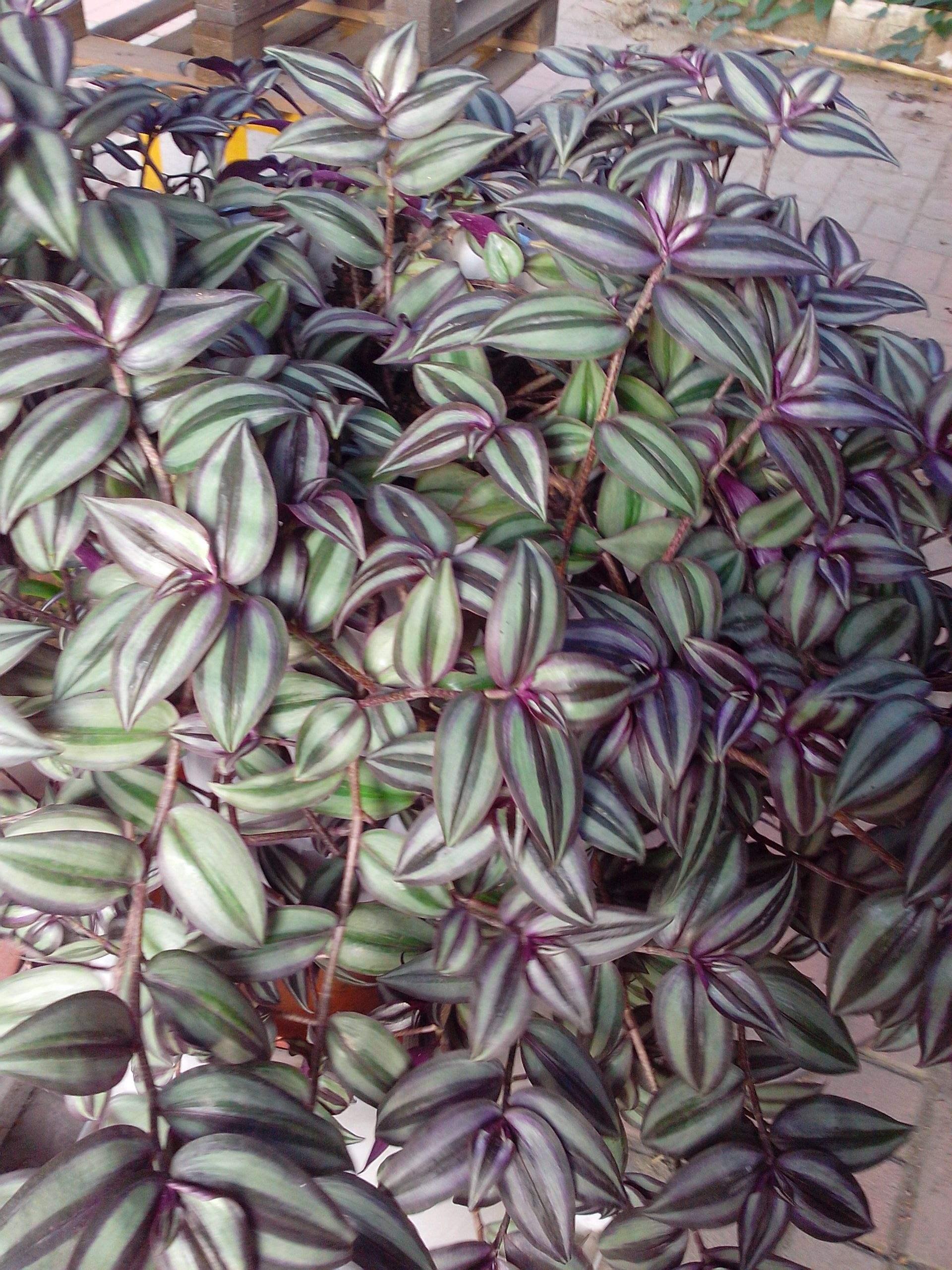 吊竹梅|盆栽|叶片_新浪新闻