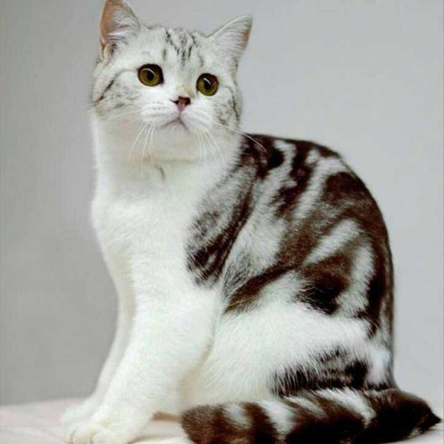 英国短毛猫15种颜色大集合别再以为虎斑纹的只有美短了
