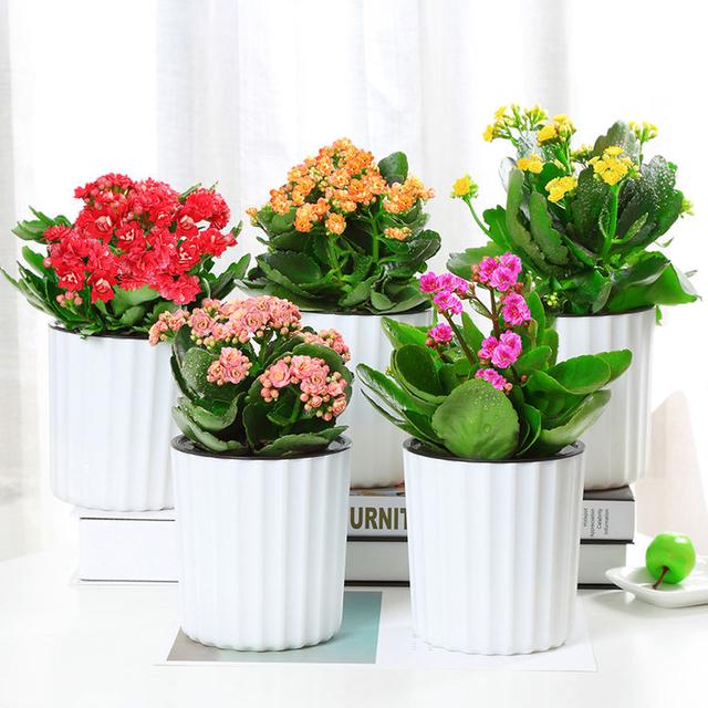 长寿花盆栽重瓣花卉观花植物净化空气四季绿非常漂亮的长寿花,单听