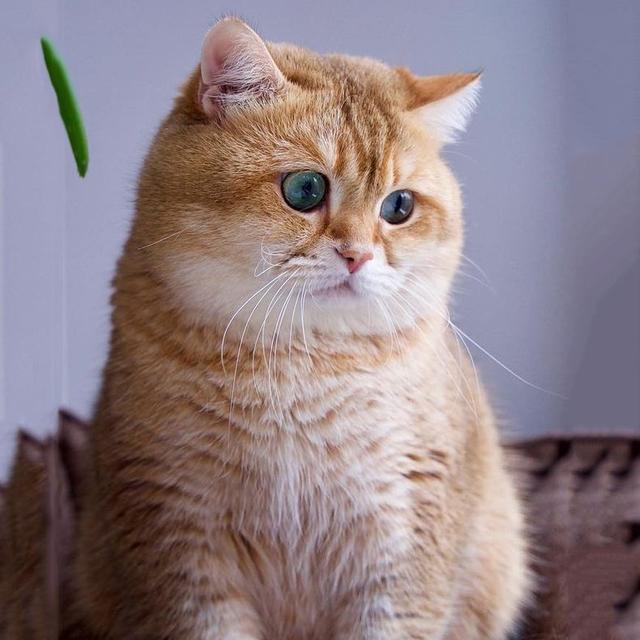 十个橘猫九个胖，还有一个特别胖|橘猫|大胖子|冰块_新浪新闻