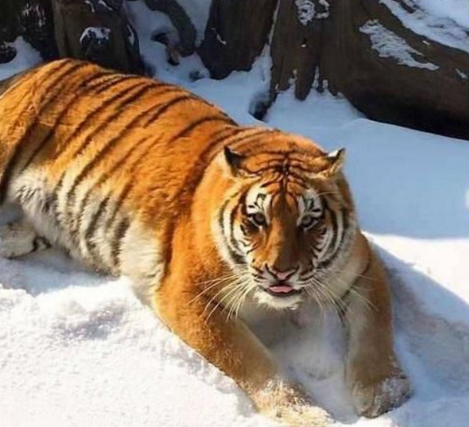 每逢佳节胖三斤,动物园里老虎胖成了皮球,这伙食绝对不简单!