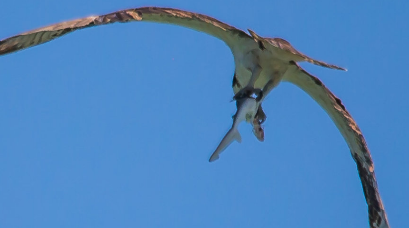 鲨鱼捕食鱼鹰在后闪电出击鲨鱼嘴上的小鱼都没来得及下肚