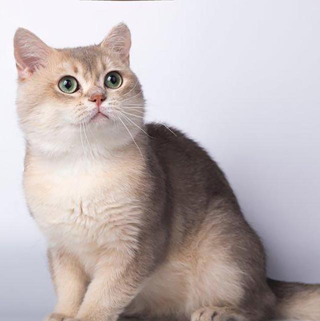 英国短毛猫15种颜色大集合别再以为虎斑纹的只有美短了