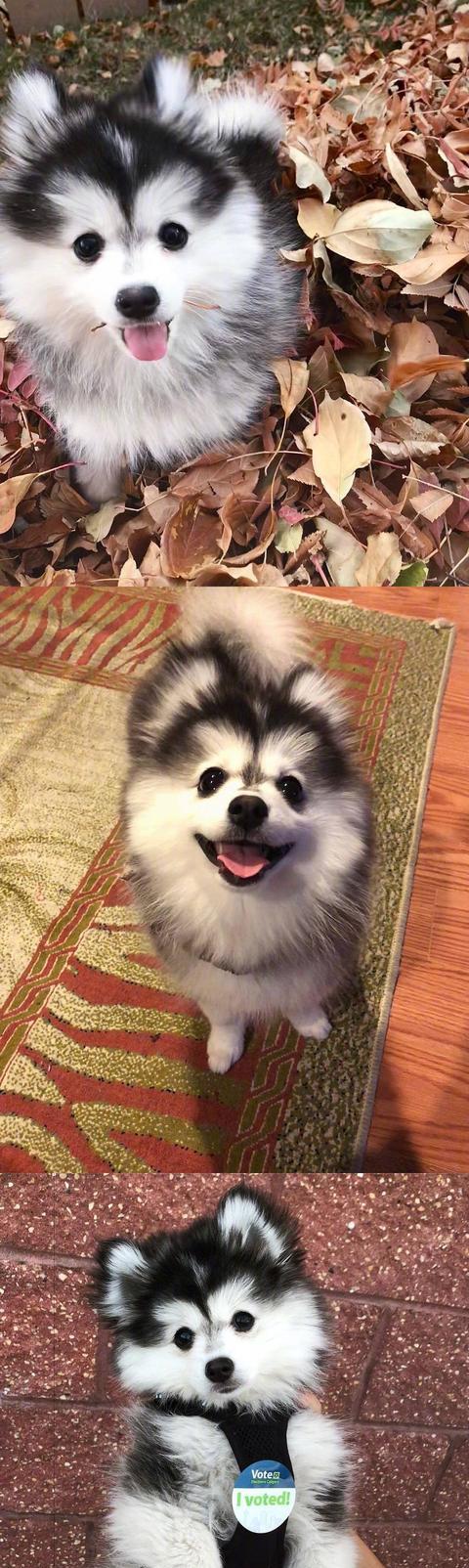 哈士奇与博美的爱情结晶,太可爱了,好像超越了种族的混血美女!