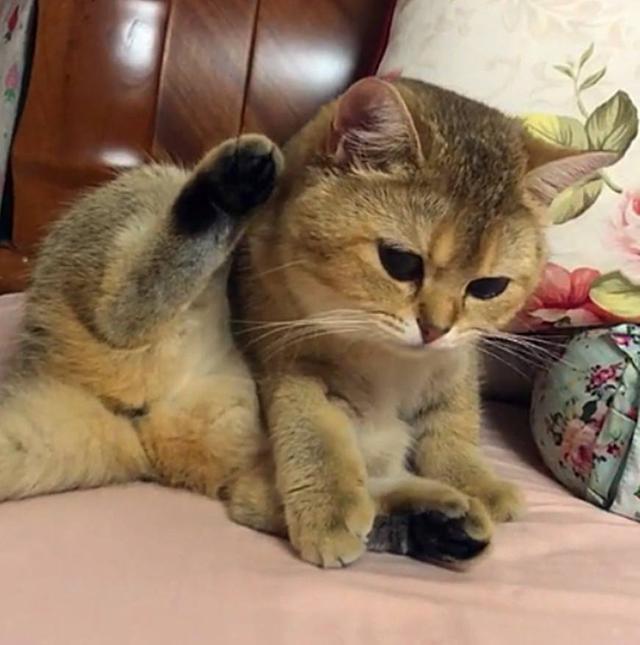 猫咪舔自己的脚被熏到怀疑人生|猫咪|脚丫子|狗狗_新浪新闻