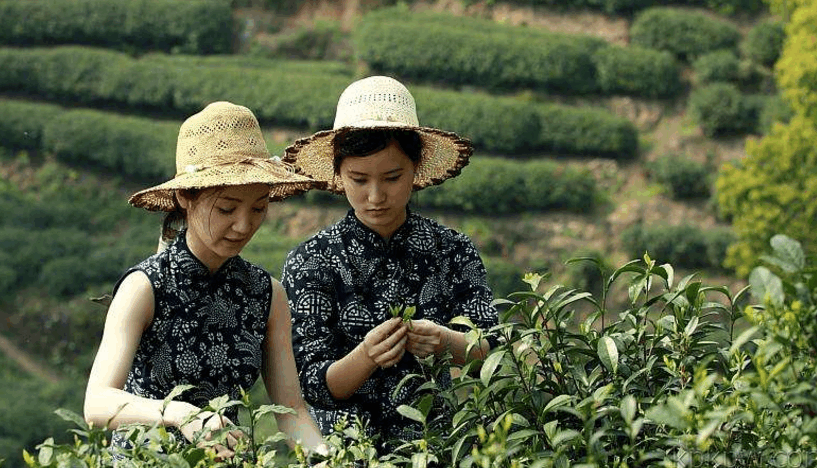 越南最真实的乡村风光邂逅田间越南妹妹感受那最自由的清闲