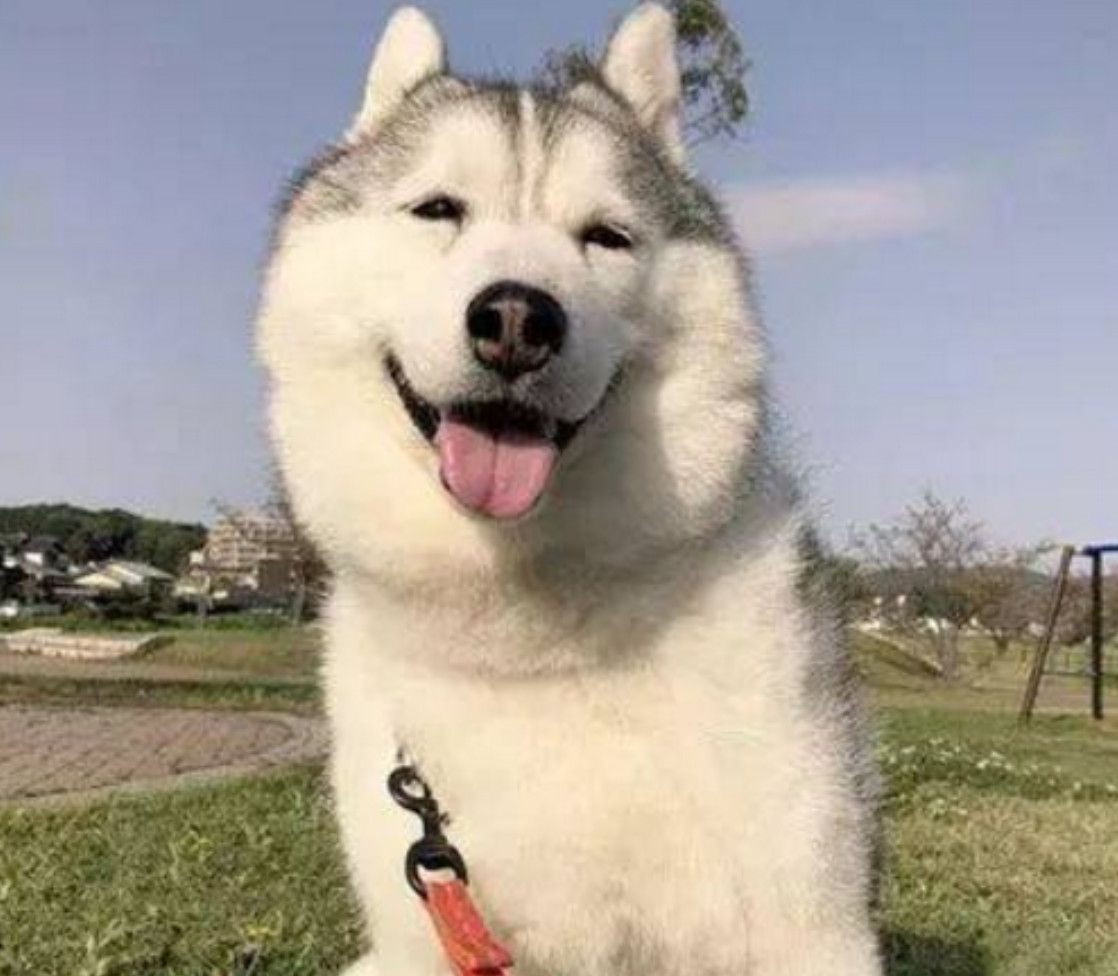 竟有如此美丽的哈士奇,看后少女心都要炸了,网友直呼太迷人