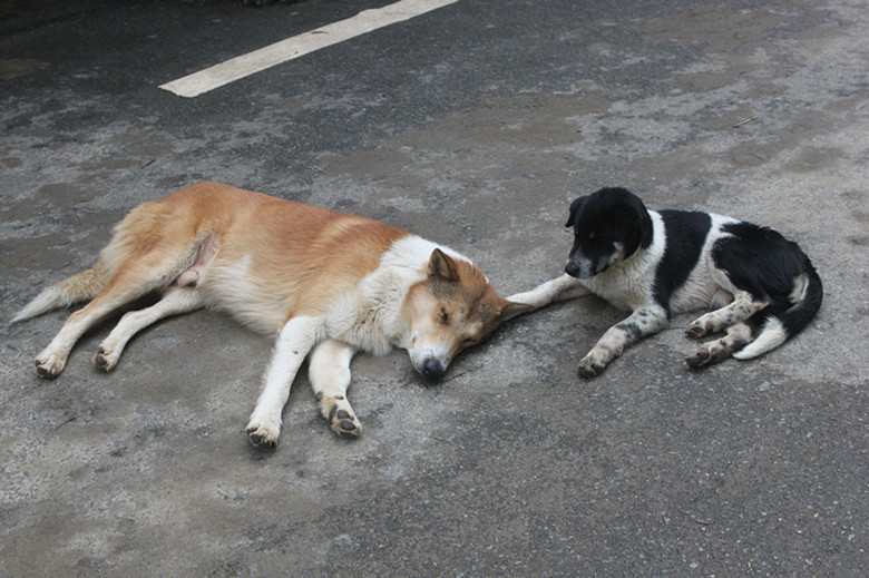 谁说狗子都是塑料姐妹情我们的关系好着呢