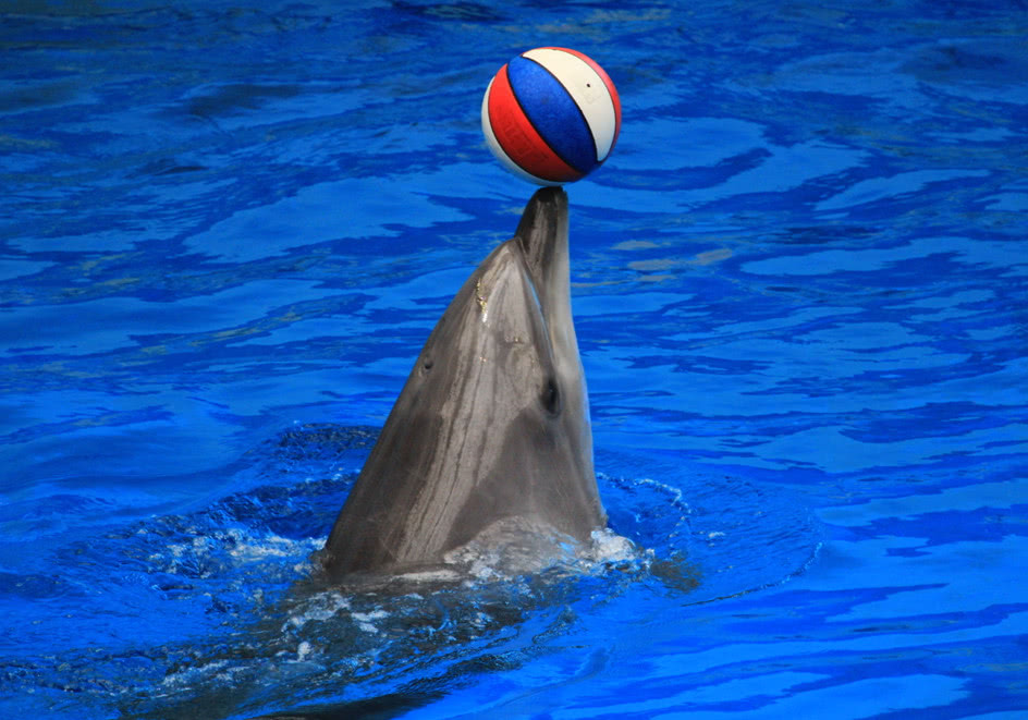 一个小的表演就可以告诉你海豚有多聪明它的创造力是无法想象的