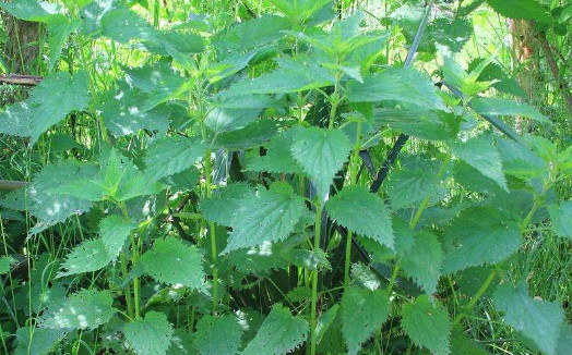 因为会刺蜇人,所以许多人对荨麻望而生畏,没有好感,因而对它的价值也