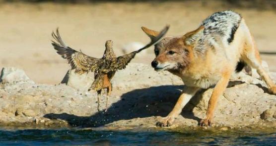 胡狼站在水边发呆,突然一张嘴,下秒嘴里竟多了一只鸟,啥情况?