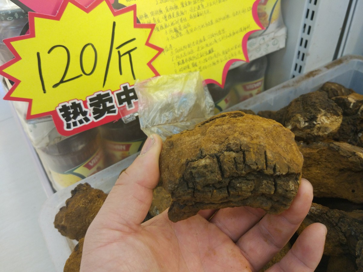 产于我国东北的药材俄罗斯称为万能药能抗癌降三高