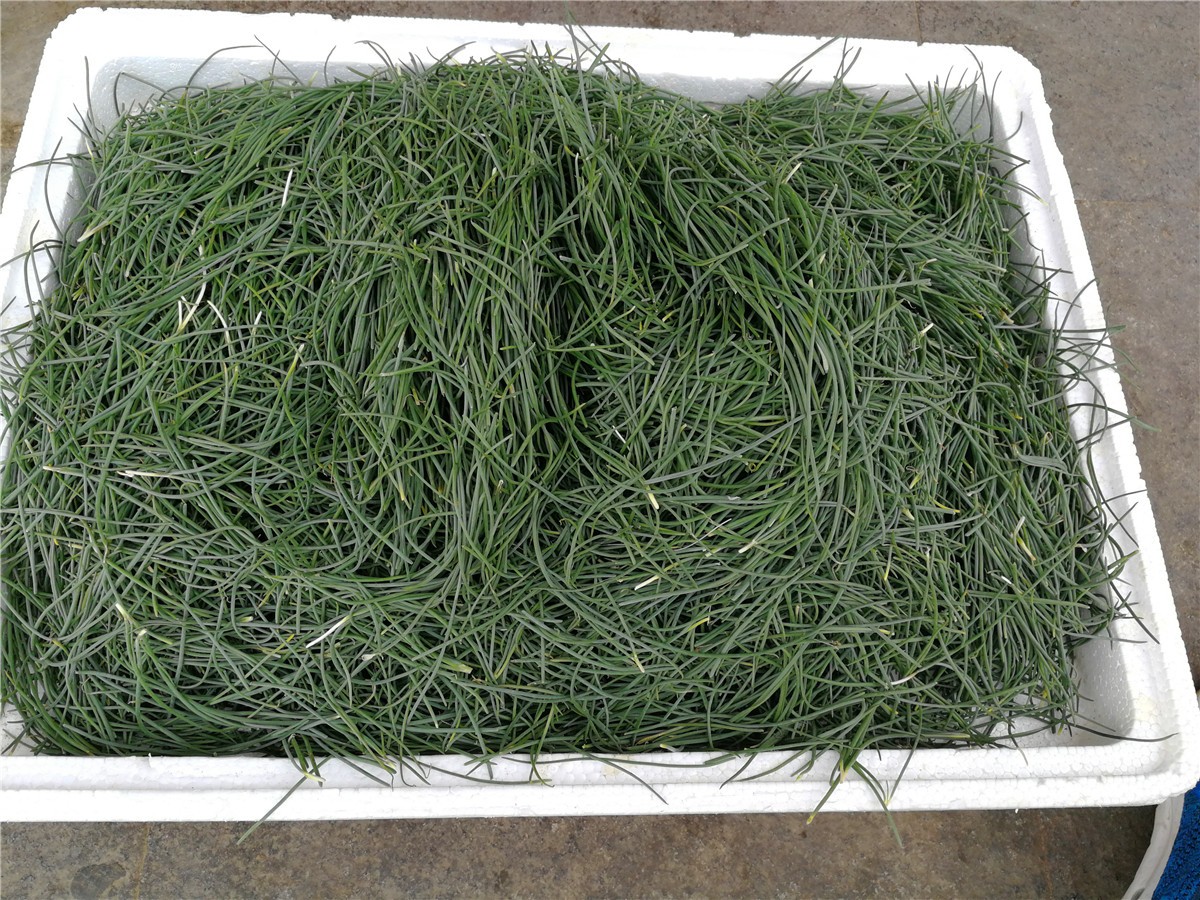 沙葱又叫蒙古韭,健胃消食是草原独特美味,10元一斤饭店抢订__财经头条