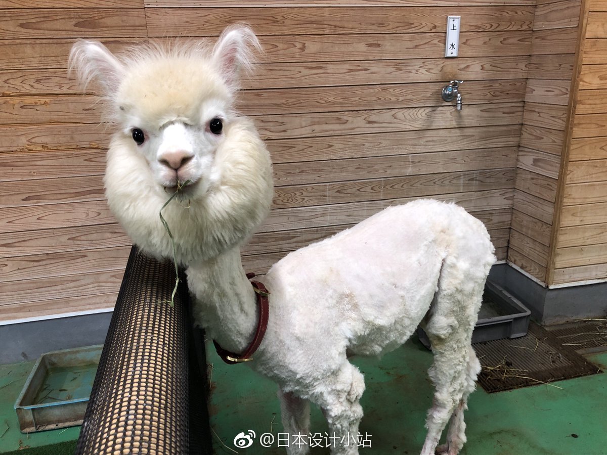 天气热啦,日本动物园的神兽羊驼们纷纷走上剃毛之路