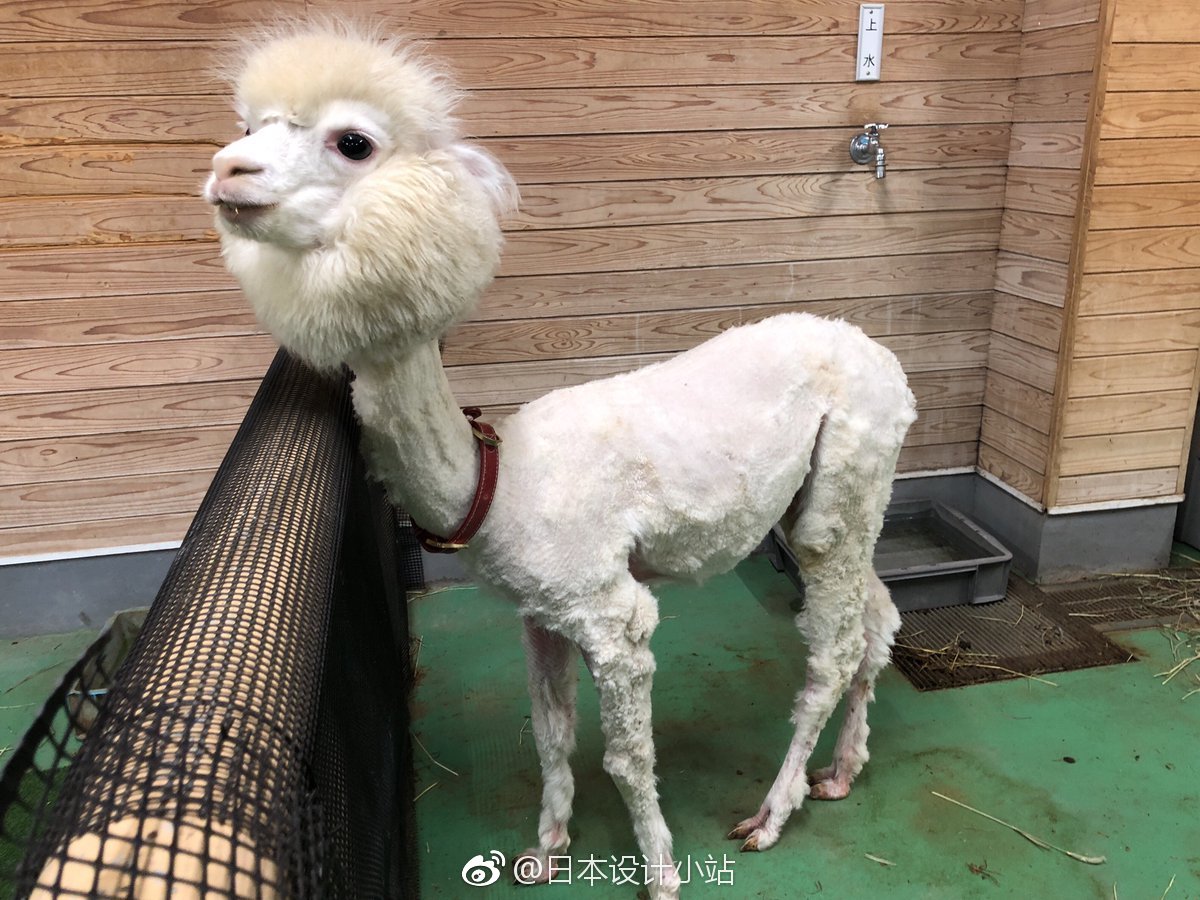 天气热啦,日本动物园的神兽羊驼们纷纷走上剃毛之路