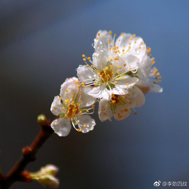 李花,即李树的花。植物“李”,又名玉梅,古称嘉庆子|李树|李子干|蔷薇科_新浪新闻