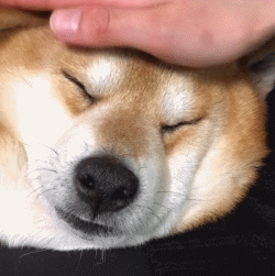 看到柴犬这张大饼一样的肥脸,不把它揉秃噜皮都对不起自己的手