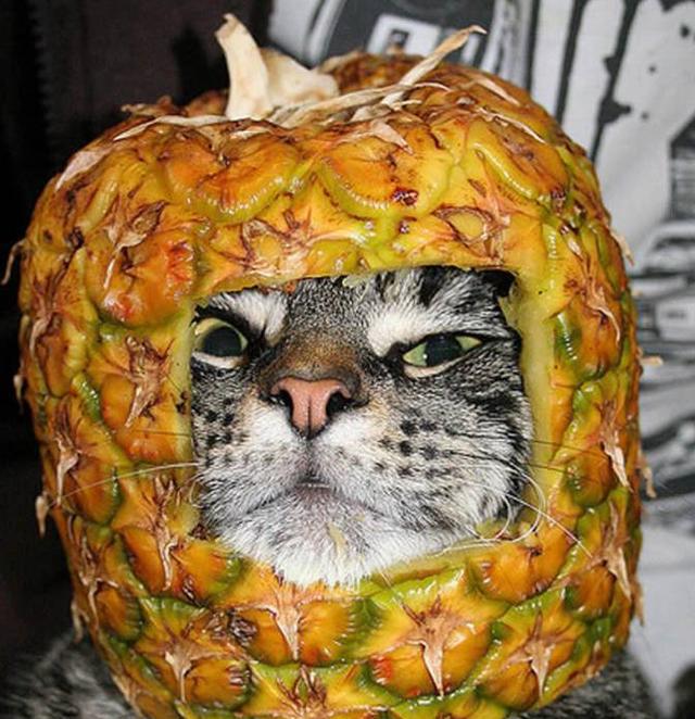 戴菠萝头套的猫高清图图片
