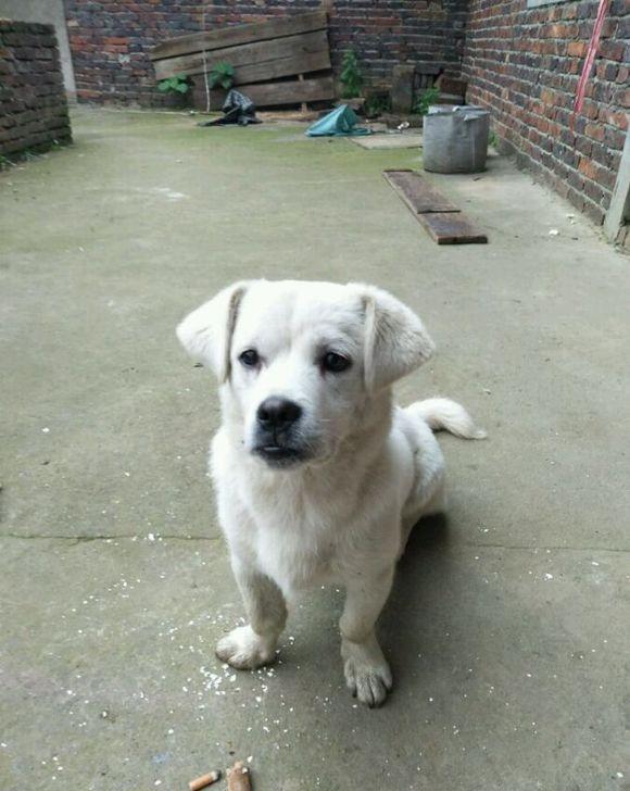 2000块在网上买的杜高犬, 到货后却是只土狗, 气的想哭
