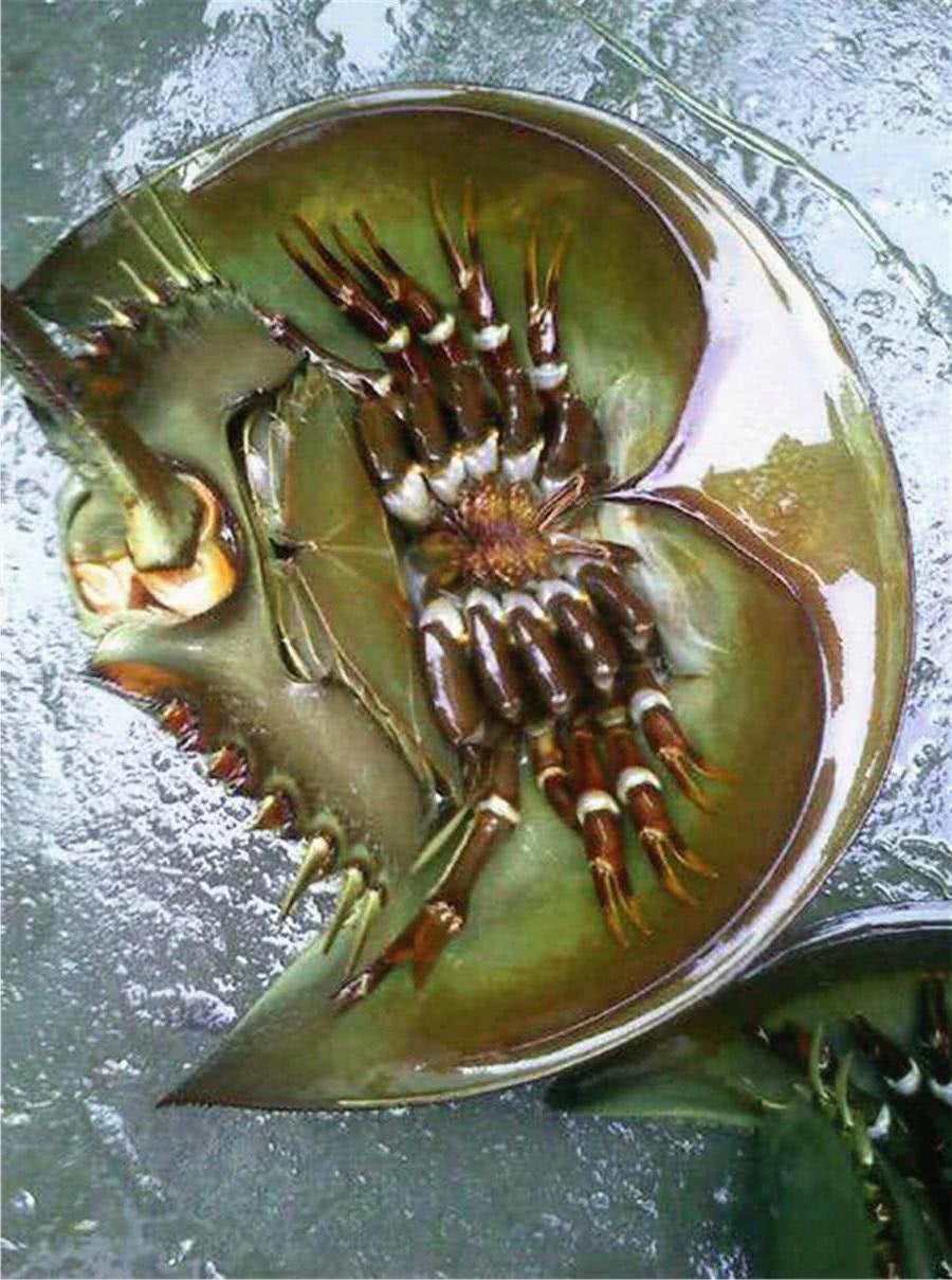海尸鳖图片