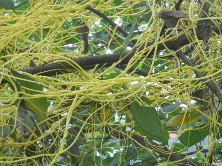 "豆阎王"在民间还有很多外号,比如没娘藤,无爷藤,无根草等,几乎每个