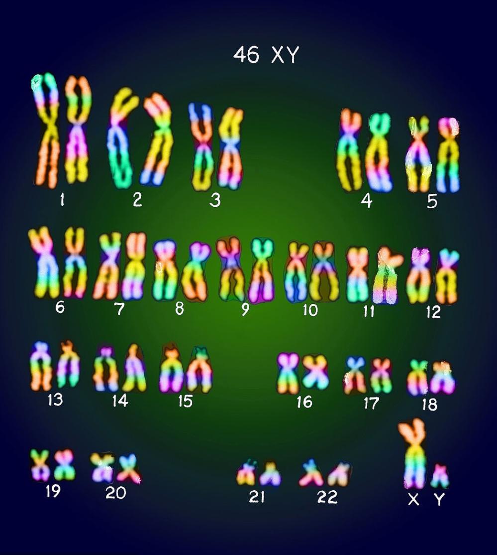 的寿命都有相关程度的影响,这可能是x基因也可能是常染色体基因的关系