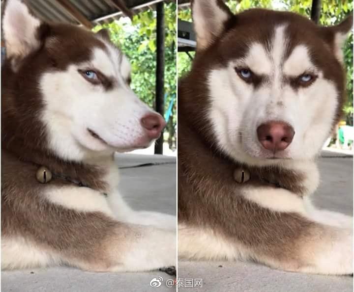 日前,泰国一网友在个人脸书主页分享了一只网红哈士奇