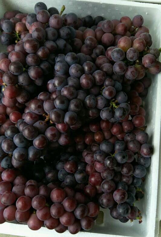 县北部马坡镇的橘红小镇葡萄园等