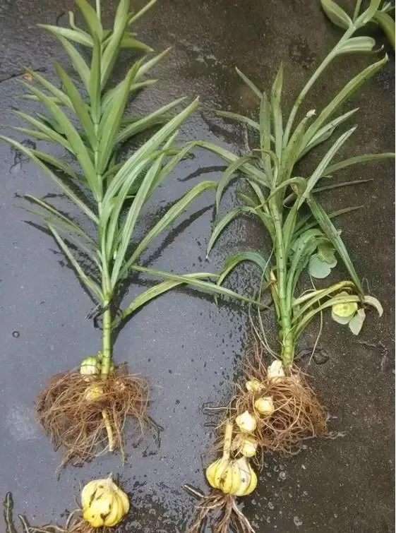 百合花|君子兰|文竹_新浪新闻