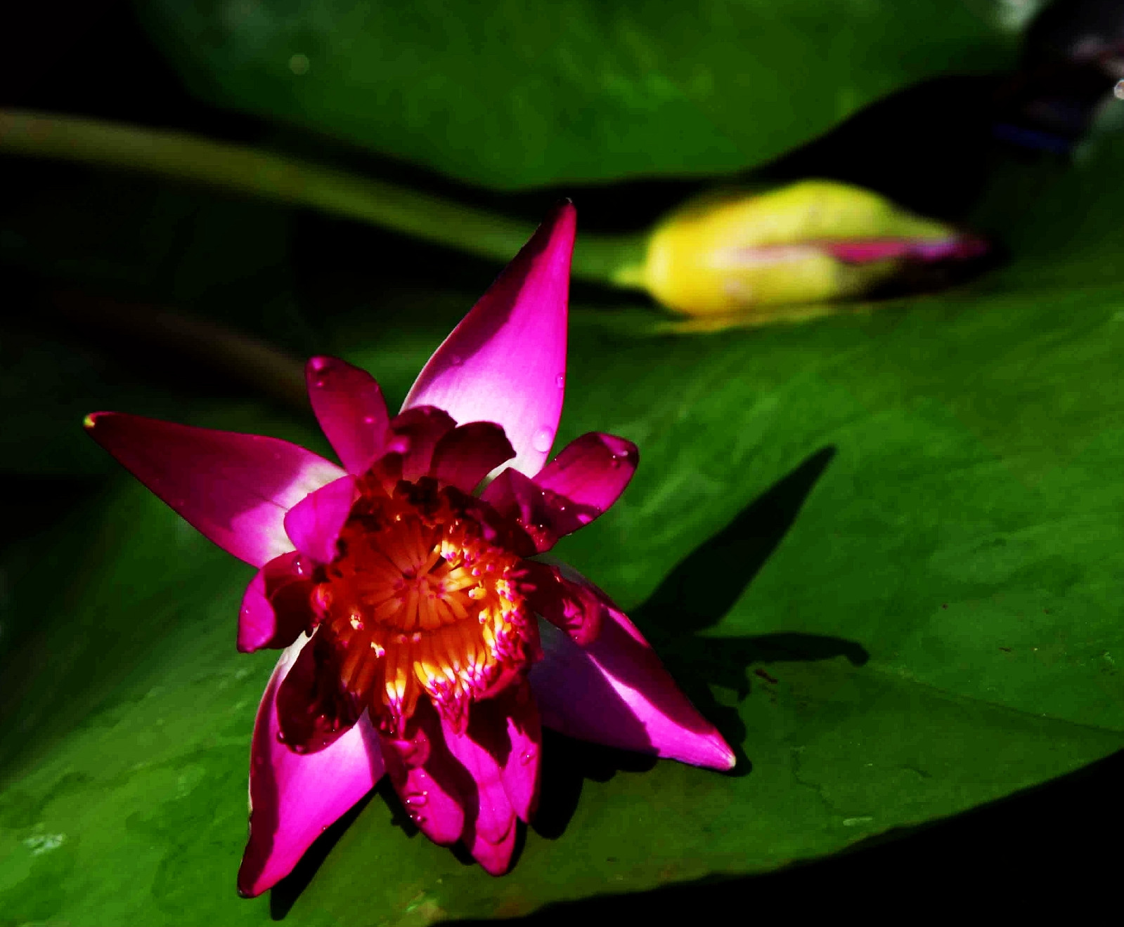 到花都水城武进去,九品香睡莲惹人爱.