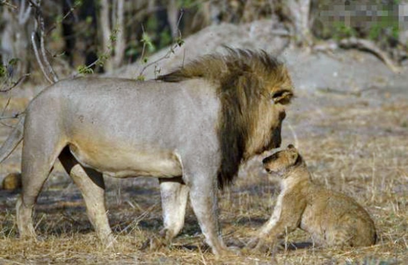幼崽发现雄狮偷吃肉,跑到面前一脸不高兴,直接大发怒气|小狮子|雄狮