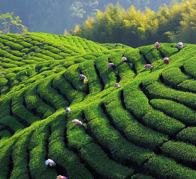 茶山青青茶色新,春来辛苦采茶人|茶山|茶色|香茶_新浪新闻